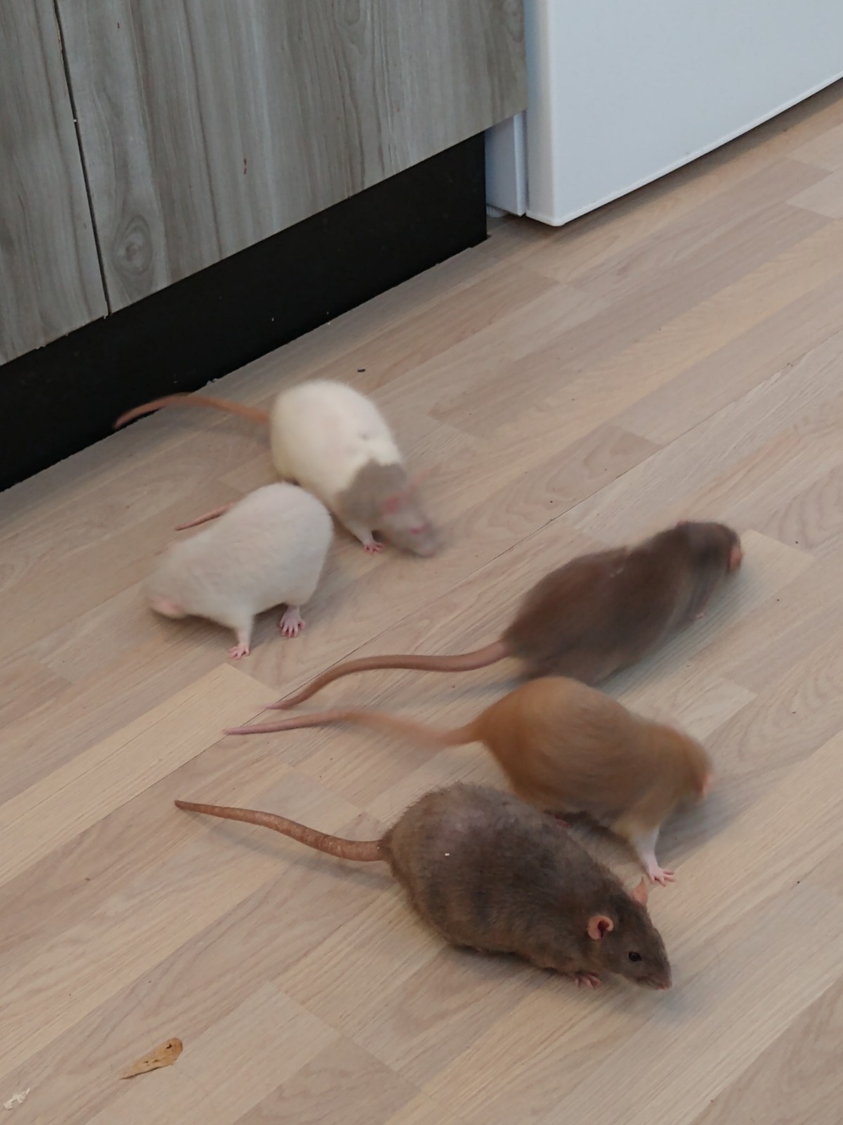 More rats